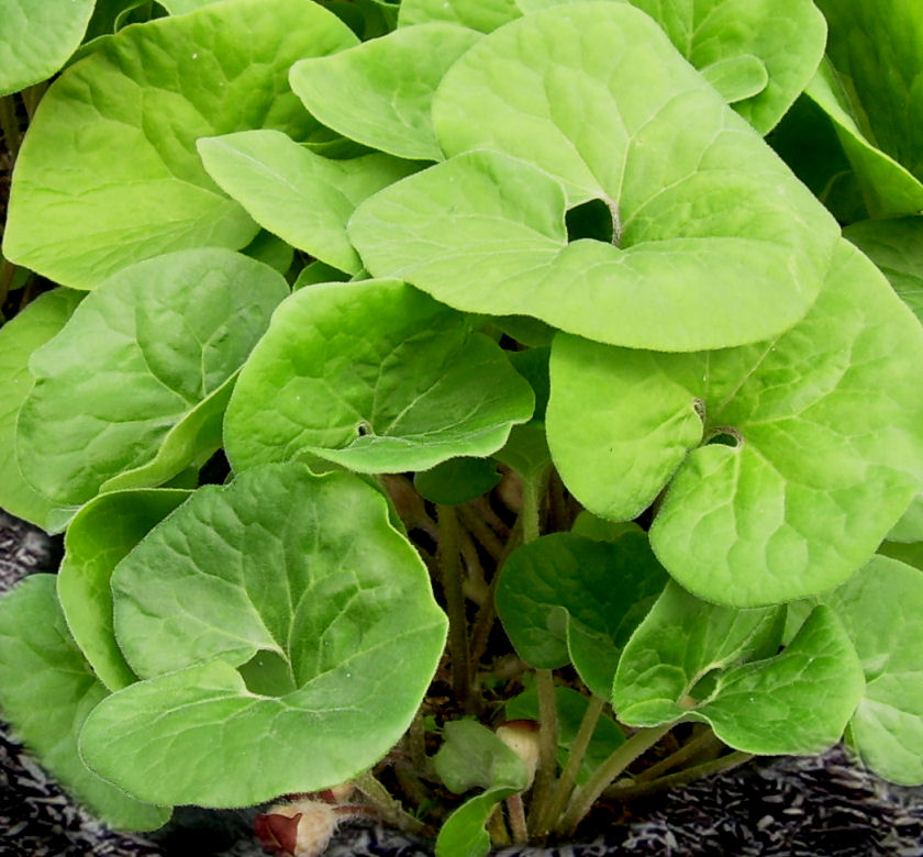 Canadian Wild Ginger Natorp's Online Plant Store